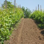 Agroplantin vinograd - Kardinal pred zrenje