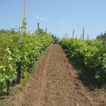 Agroplantin vinograd - Kardinal i Mišel Palijeri