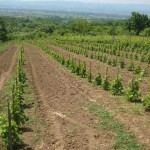 Agroplantin vinograd - Matilda