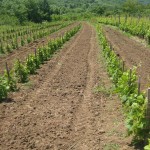 Agroplantin vinograd - Matilda (II godina)
