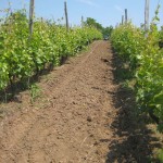 Agroplantini vinogradi - Kardinal 2