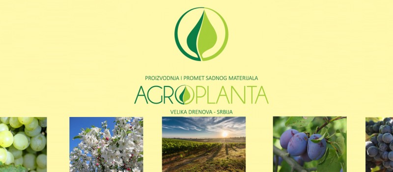 vocne-sadnice-agroplanta-1