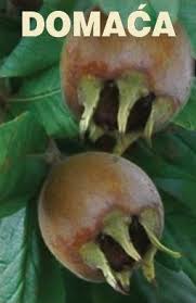 domaca musmula