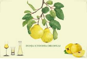 dunja-uzgoj