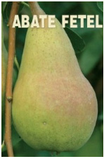 vocne-sadnice-kruska-abate-fetel