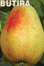 vocne-sadnice-kruska-butira