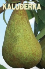 vocne-sadnice-kruska-kaludjerka