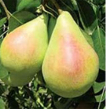 vocne-sadnice-kruska-kosijeva-rana