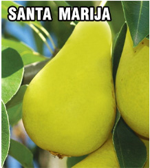 vocne-sadnice-kruska-santa-marija