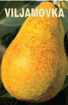 vocne-sadnice-kruska-viljamovka