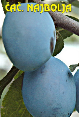 vocne-sadnice-sljiva-cacanska-najbolja