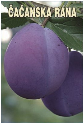 vocne-sadnice-sljiva-cacanska-rana