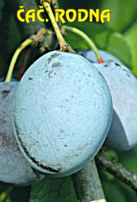 vocne-sadnice-sljiva-cacanska-rodna