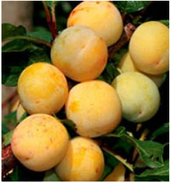 vocne-sadnice-sljiva-ruska-dzanarika