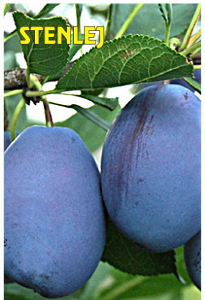 vocne-sadnice-sljiva-stenlej