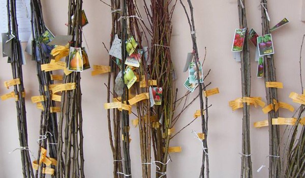 vocnw -sadnice-agroplanta-2