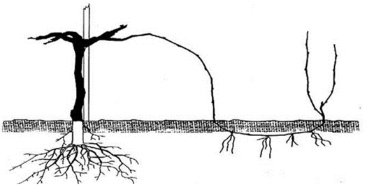 lozni-kalemovi-razmnozavanje-velika-drenova-agroplanta