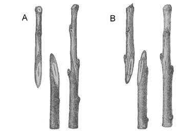 lozni-kalemovi-velika-drenova-agroplanta