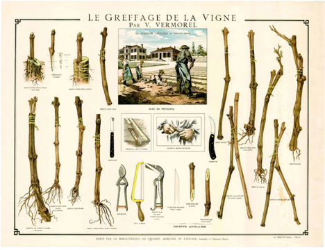 viniova-loza-agroplanta-velika-drenova