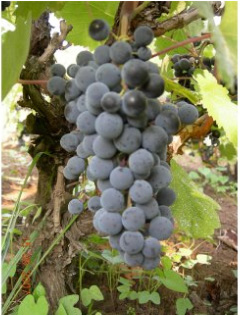 lozni-kalemovi-vinska-sorta-prokupac