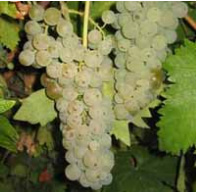 lozni-kalemovi-vinska-sorta-tamnjanika