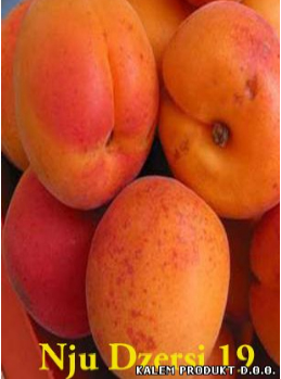 vocne-sadnice-kajsija-nju-dzersi